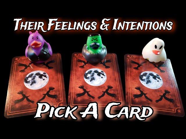  Their Current Feelings & Intentions  Pick A Card Love Reading