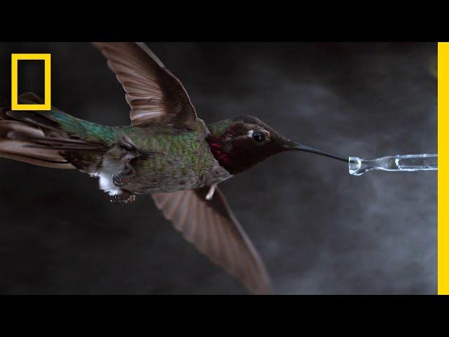 See Hummingbirds Fly, Shake, Drink in Amazing Slow Motion | National Geographic