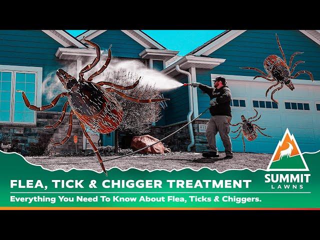 Flea, Tick & Chiggers | Summit Lawns Service Description