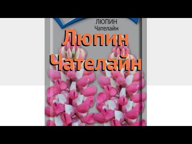 Люпин обыкновенный Чателайн (chatelayn)  люпин Чателайн обзор: как сажать семена люпина Чателайн