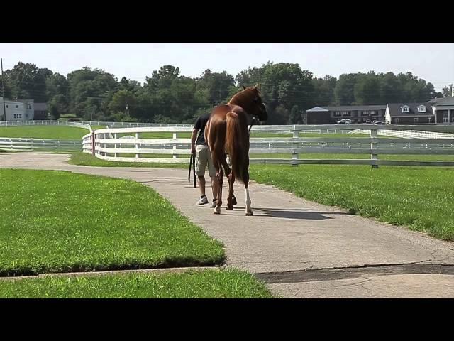 Calumet Farm's English Channel and V. E. Day