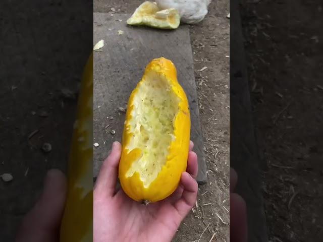 Урожай удался, весь двор питается