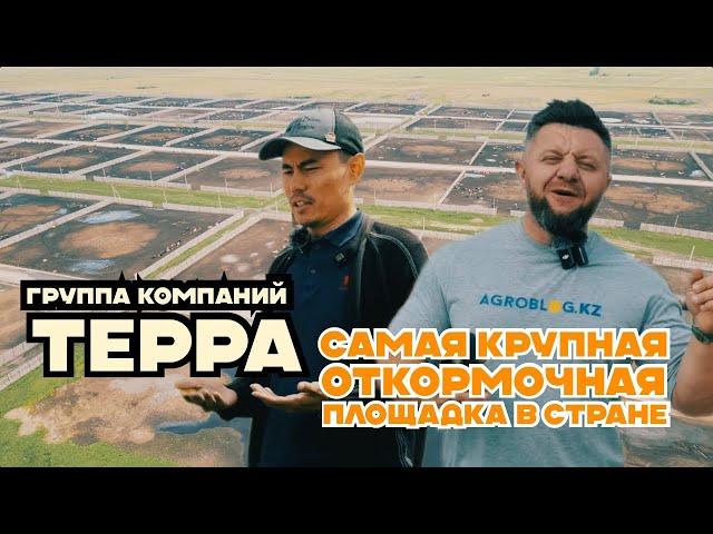 Самая крупная откормочная площадка в стране