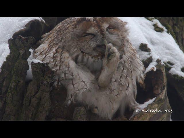 Серая неясыть расчесывает перья. The tawny owl combs its feathers.