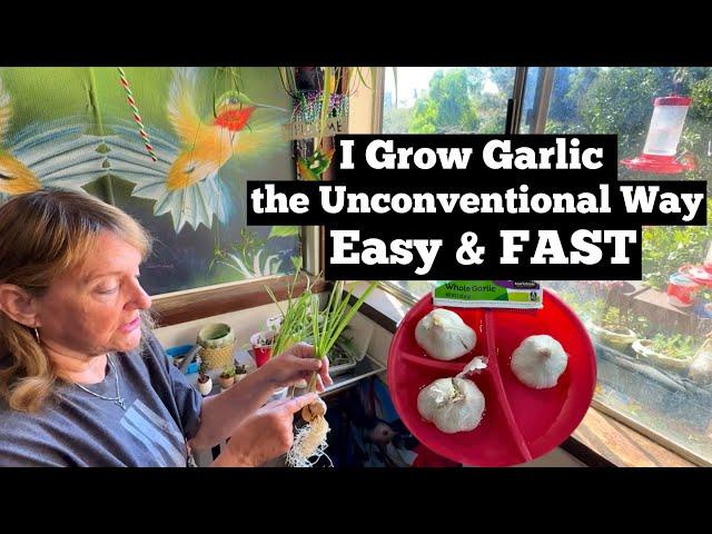 How To Grow Garlic EASY ANYWHERE FAST & Eat NOW Guide for Beginner Gardening Plant from Store Bought