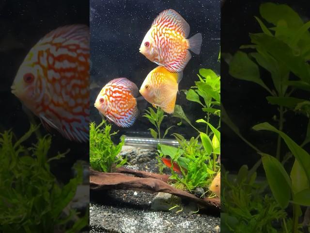 90 Second *DISCUS UPDATE* #shorts #fish #fishkeeping