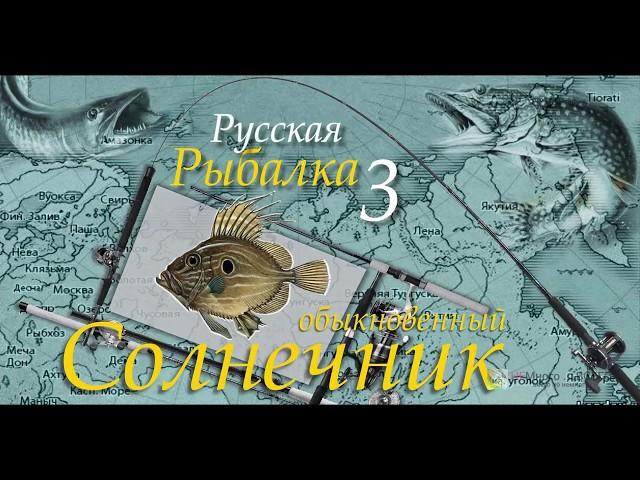 Русская рыбалка 3 99 Солнечник обыкновенный