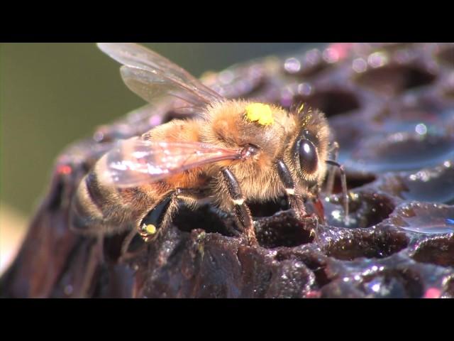 Bee Hunting: Finding a Wild Colony of Honey Bees