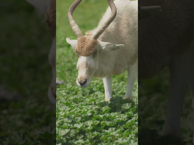 Interesting knowledge on Addax #addax