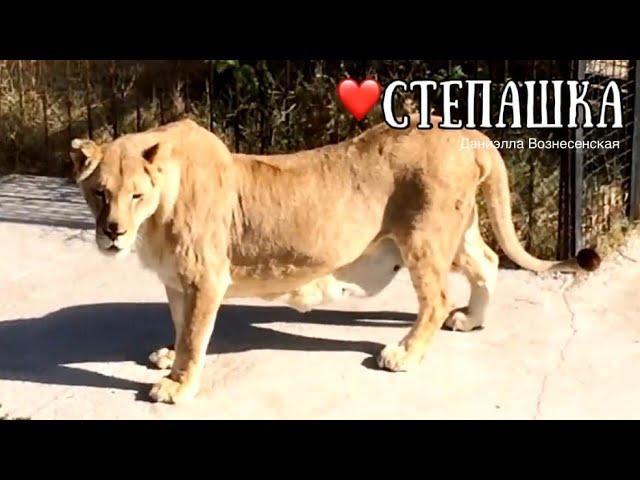 Милая СТЕПАШКА с курносым носиком!️Её узнают все! Тайган.Taigan. Life of lions.