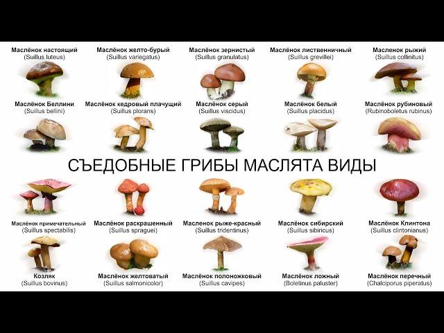 СЪЕДОБНЫЕ ГРИБЫ МАСЛЯТА ВИДЫ