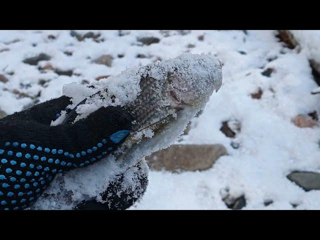 Глубокая осень,таежный Хариус , ночь на избе
