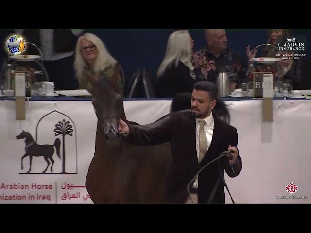 N 26 KH HABS   40th All Nations Cup Aachen 2024   Yearling Colts Cla