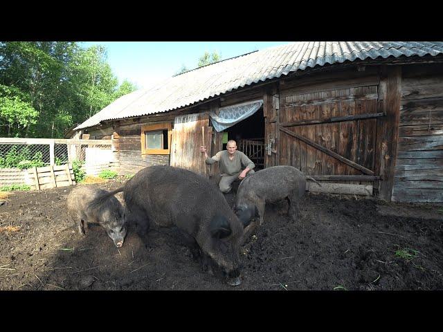 ЖИЗНЬ на СВОЕЙ ЗЕМЛЕ в ГЛУХОЙ БЕЛОРУССКОЙ ДЕРЕВНЕ в ЛЕСУ. №266