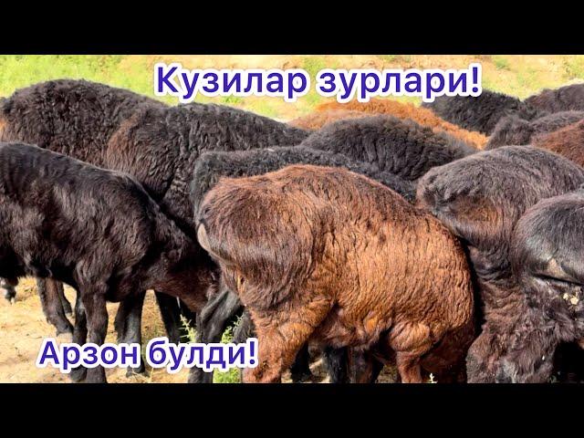 Кузиларни зурлари сотилган