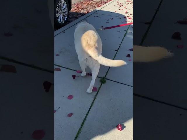 Yellow Labrador from the backside walking (KonaStar )