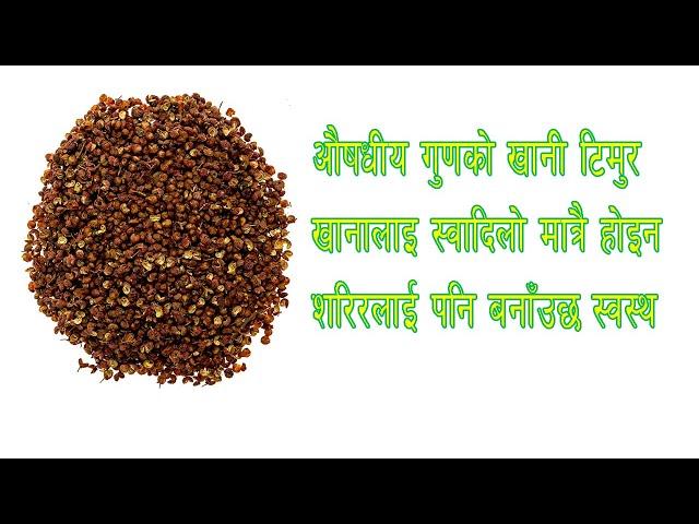 Health benefits of Timur or Timbur| विभिन्न रोगको अचुक औषधी हो टिमुर