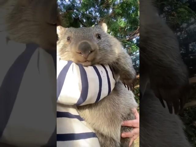 Милейшая зверушка Вомбат #wildlife