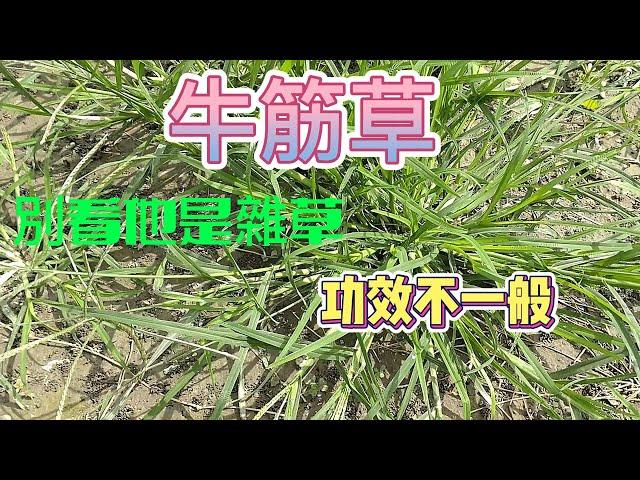 牛筋草介紹#青草#草藥#雜草#野草#草