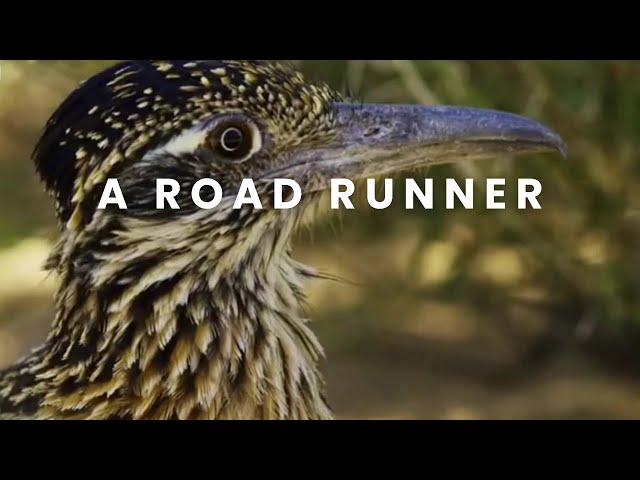 ROADRUNNER || THE DESERT'S SPEEDY SURVIVOR