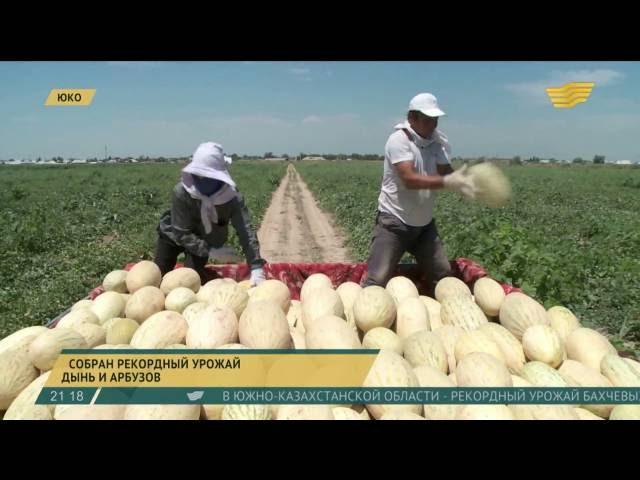 Рекордный урожай дынь и арбузов собрали в ЮКО