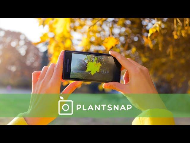 PlantSnap: Identify Plants with an App