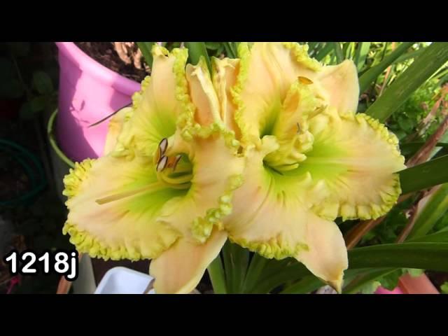 Best Of hemerocallis - daylily passion - 2015 - hemeroca7