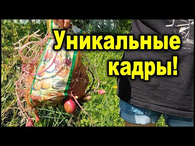 Копаю картофель в октябре! Клубни образовались прямо в подполе! Уникальные кадры.