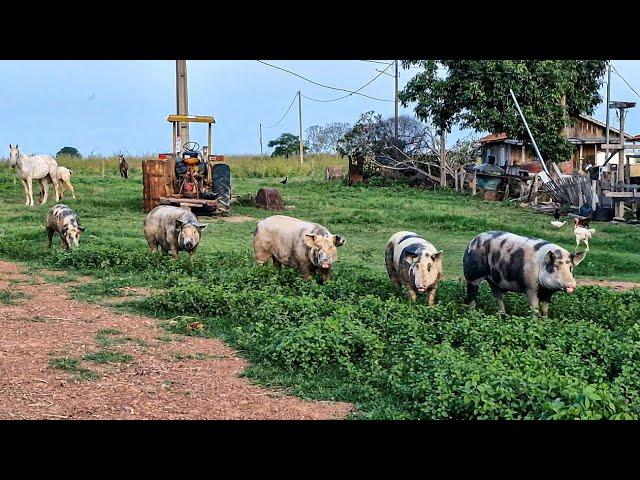 VIDA NO CAMPO É ASSIM MESMO.