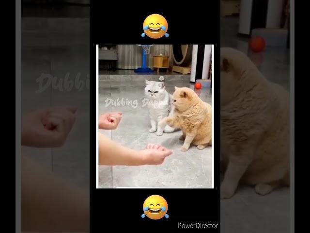 Bubloo Solluvan  || Dubbing Dappa #funny #cat #shorts #comedy #shortsfeed #catvideos #funnyanimals