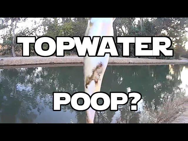 A Bass Pooped On Me In The Canal?!