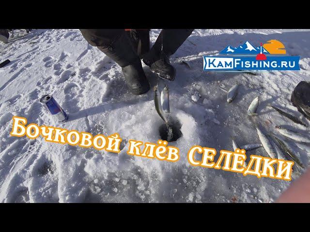 Бочковой Клёв Селёдки. Подлёдная рыбалка на Камчатке