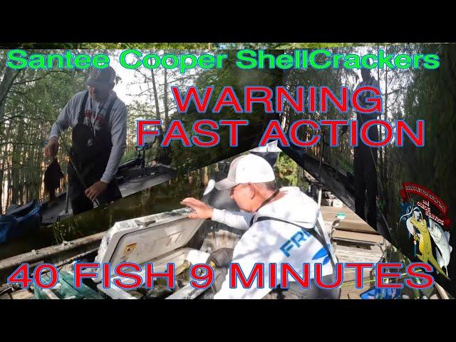 Fast Action Fishing Warning  Bedded ShellCrackers