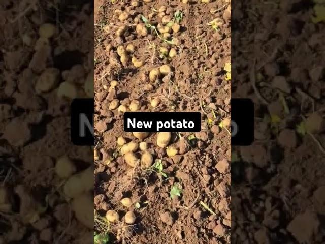 New potato #deesa #gujarat