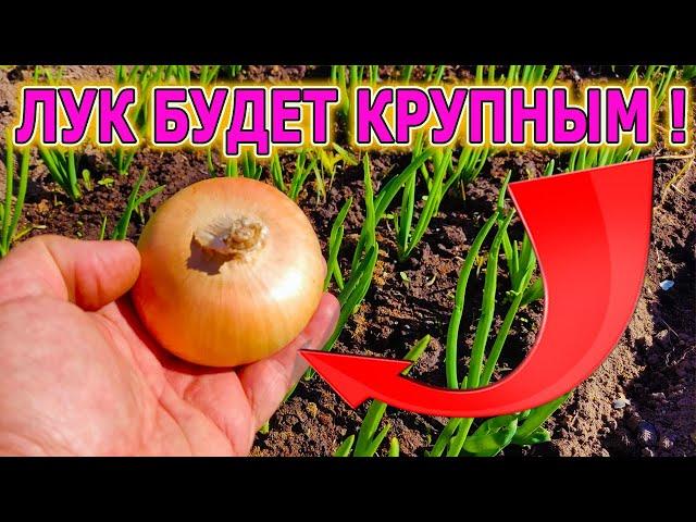 ЛУК БУДЕТ С КУЛАК И НЕ БУДЕТ ЖЕЛТЕТЬ! Советы как вырастить лук зеленый и крупный. Лук выращивание.