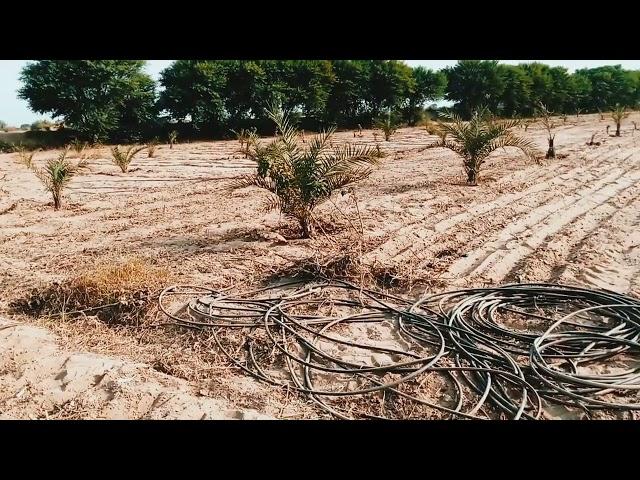 dates on Khan Kalari Farm dgk