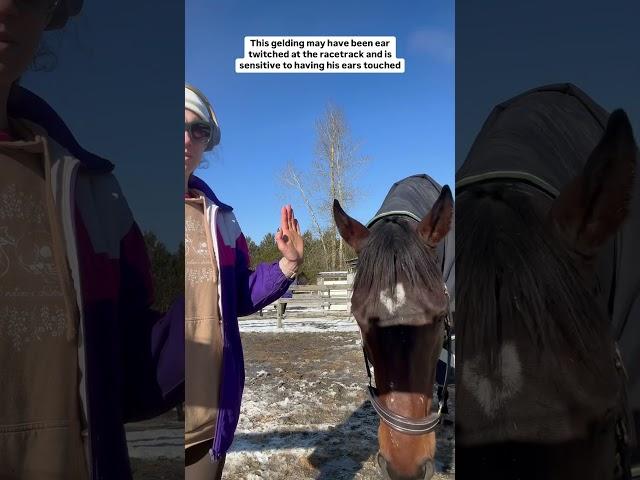Teaching the Ear Target to a Horse