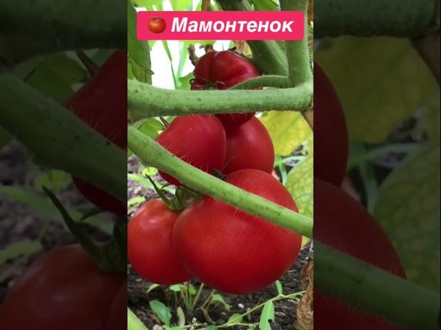 Томат Мамонтенок. Ожидание/реальность