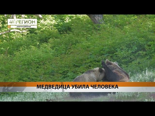 МЕДВЕДЬ УБИЛ СОБИРАТЕЛЯ ДИКОРОСОВ НА КАМЧАТКЕ• НОВОСТИ КАМЧАТКИ