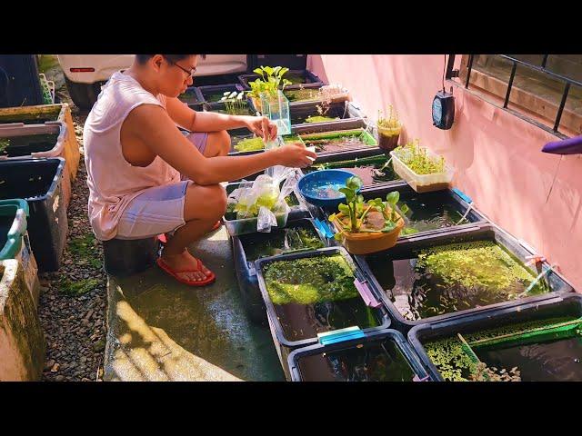 Catching Guppies in My Natural Outdoor Set-up And Packed them for Shipping!