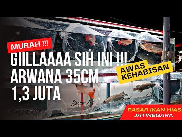 GIIILLLAAAAAA SIHHH INI !!! ARWANA 35cm CUMA 1,3 JUTA |||  UPDATE HARGA IKAN ARWANA DI JATINEGARA