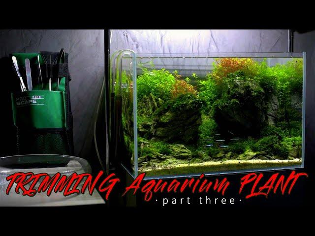 Как стричь растения в аквариуме / Trimming Aquarium plant