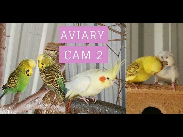 Aviary cam PART 2 (floor cam)