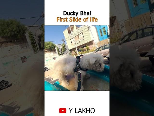 Ducky Bhai first slide of life.