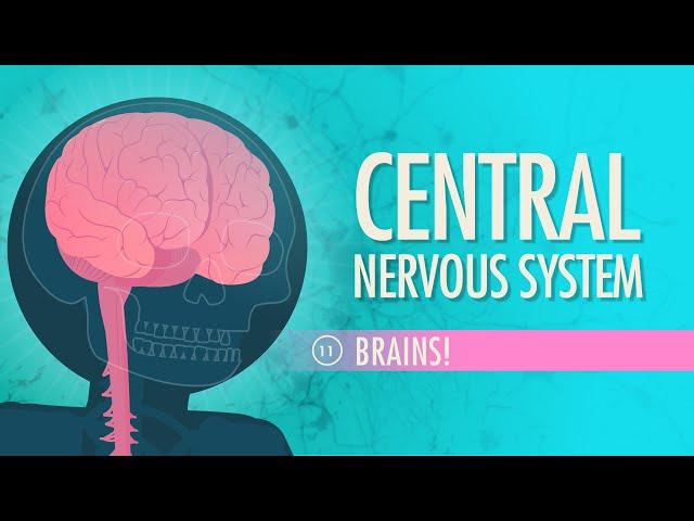 Central Nervous System: Crash Course Anatomy & Physiology #11