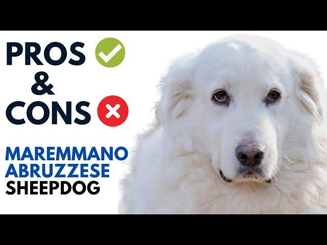 Maremmano-Abruzzese Sheepdog Pros and Cons | Maremma Sheepdog Advantages and Disadvantages