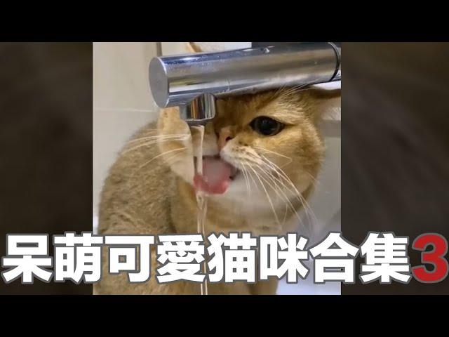 【貓咪合輯】超好笑超可愛的小貓合集3，心都融化了！ | Funny Animal Memes