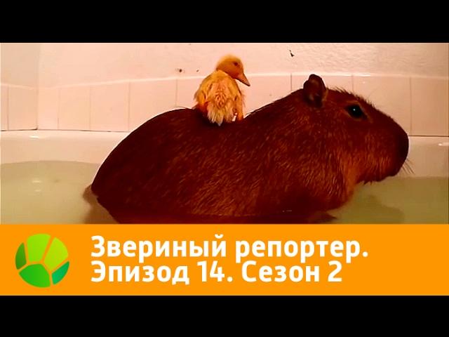 Звериный репортер. Эпизод 14. Сезон 2 | Живая Планета