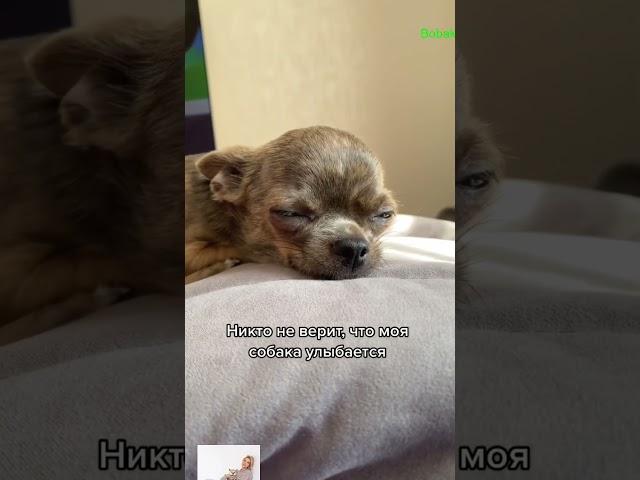 #щенок #чихуа #чих #tiktokdog #рекомендация  #chichichihuahau #cuteanimal #pets #puppy #cutepuppy