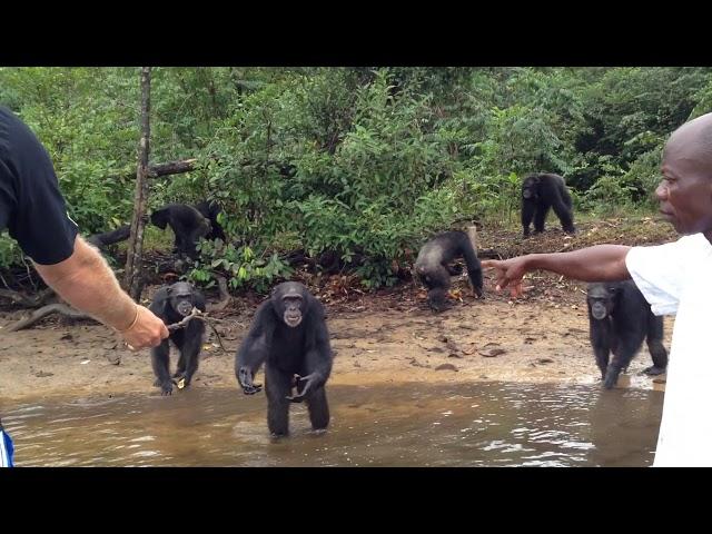 Island Chimps of Liberia Bio medical Research